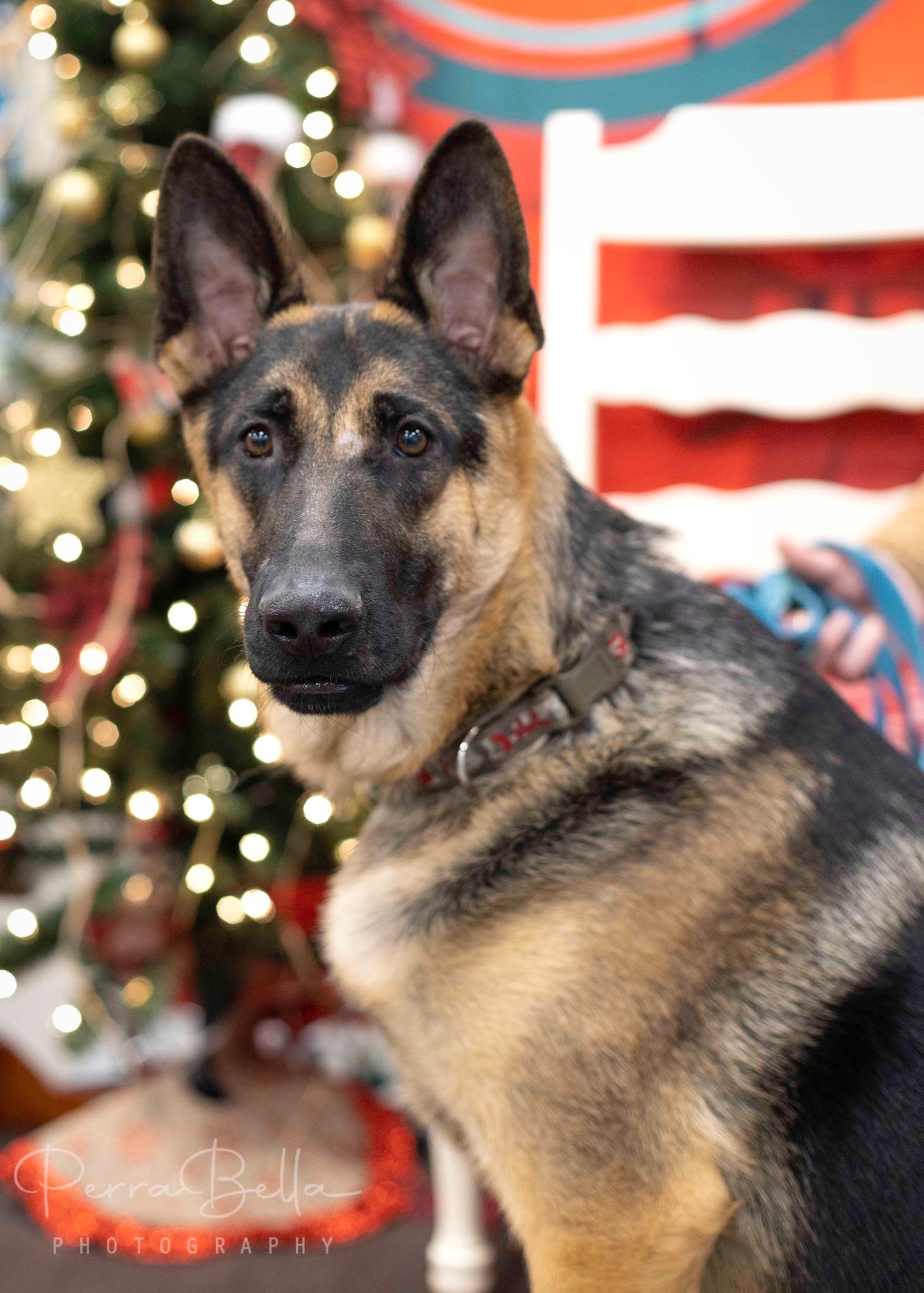 Enlarge Wryker, a Adoptable German Shepherd Dog in West Richland, WA image 2/6