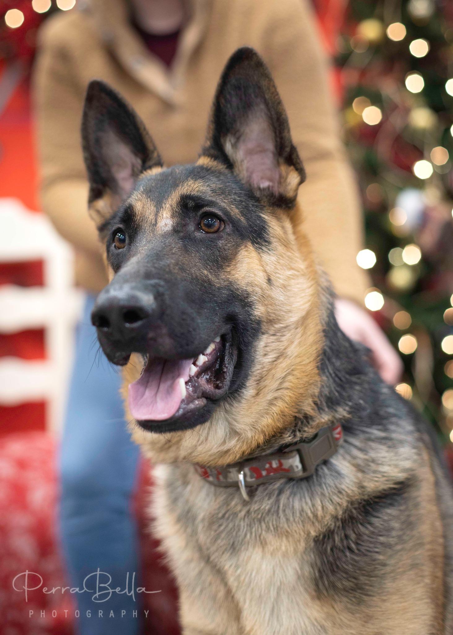 Enlarge Wryker, a Adoptable German Shepherd Dog in West Richland, WA image 3/6