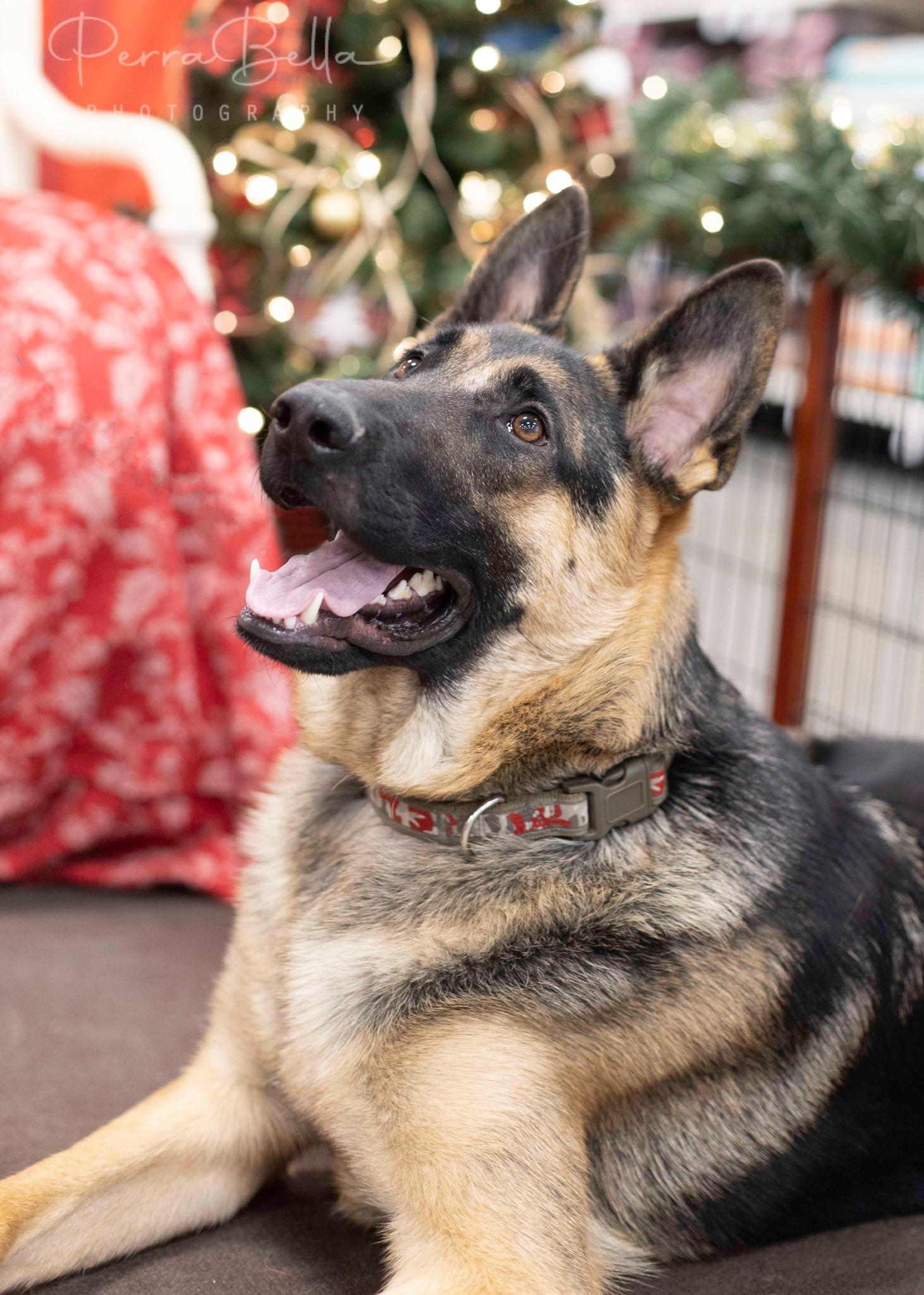 Enlarge Wryker, a Adoptable German Shepherd Dog in West Richland, WA image 5/6