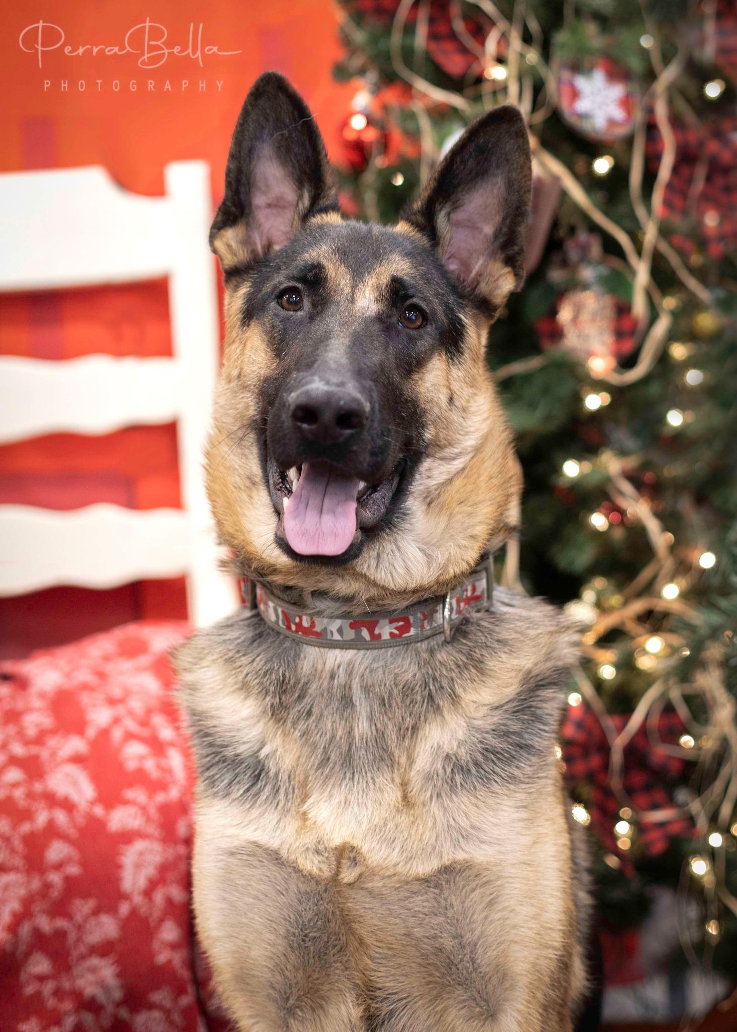 Enlarge Wryker, a Adoptable German Shepherd Dog in West Richland, WA image 6/6
