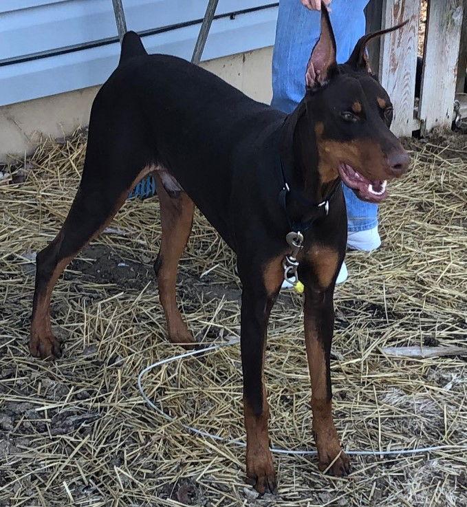 Adian, Adopted, Young Male Doberman Pinscher.