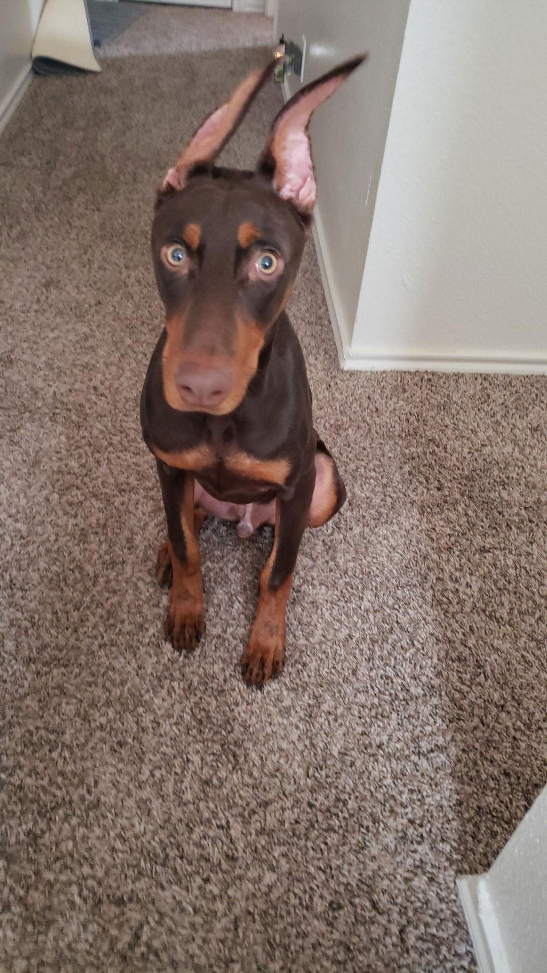 Enlarge Adian, a Adopted Doberman Pinscher in Saint Charles, MO image 2/3