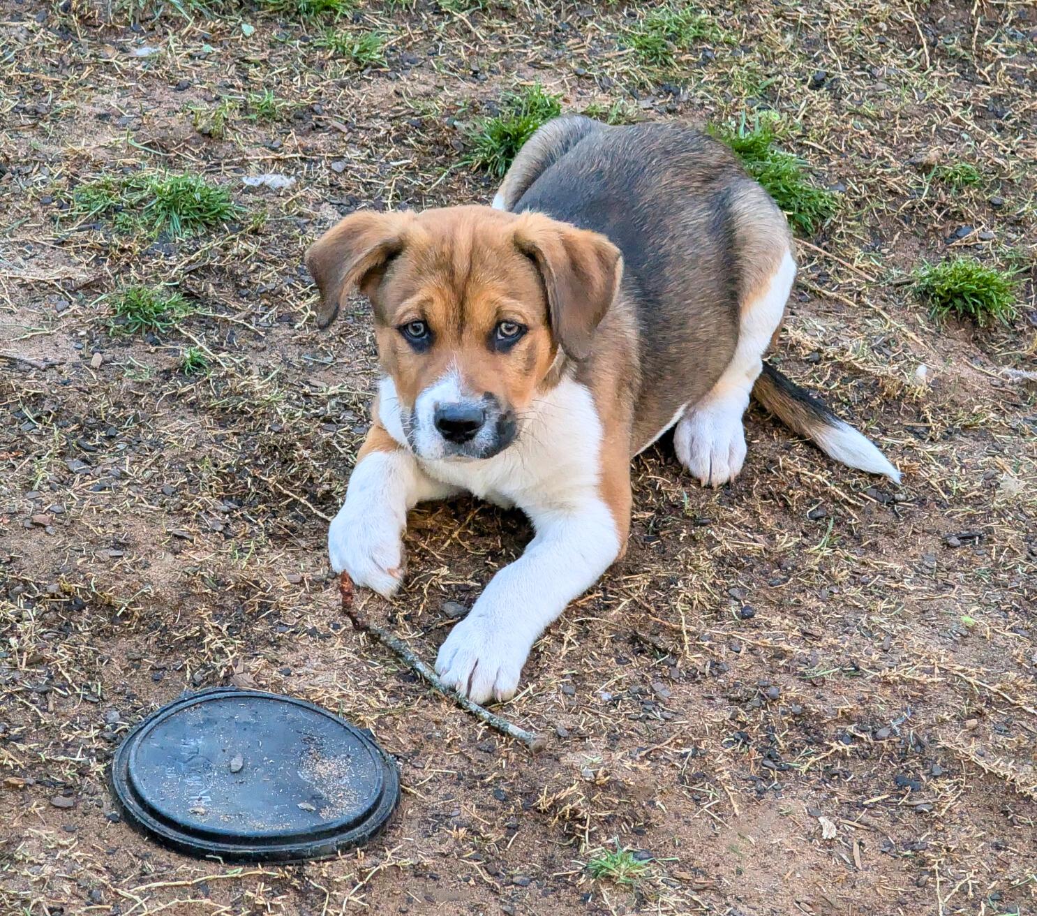 Enlarge Tipper, a Adoptable mixed breed in Chatham, NJ image 3/5