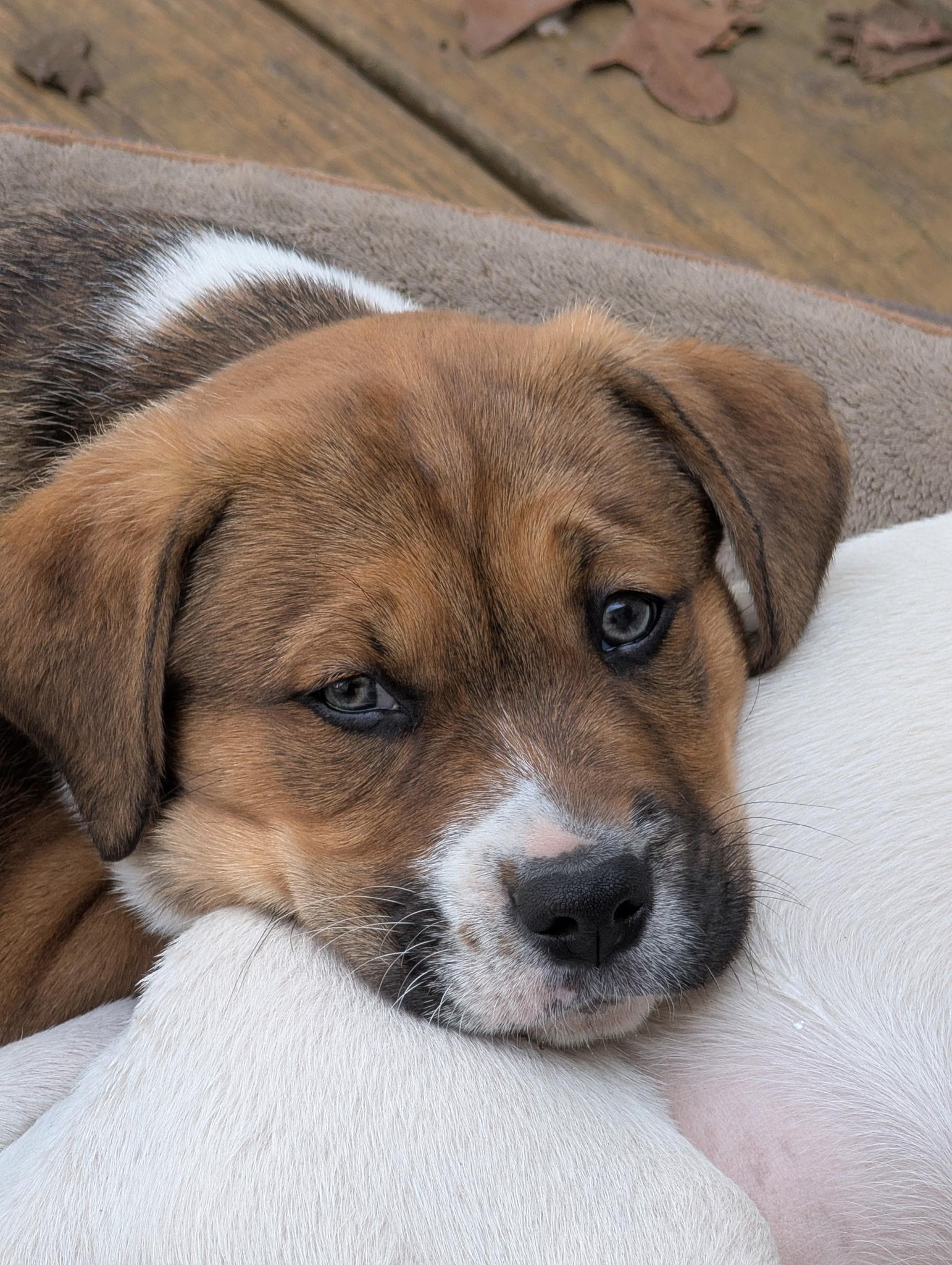 Enlarge Tipper, a Adoptable mixed breed in Chatham, NJ image 2/5