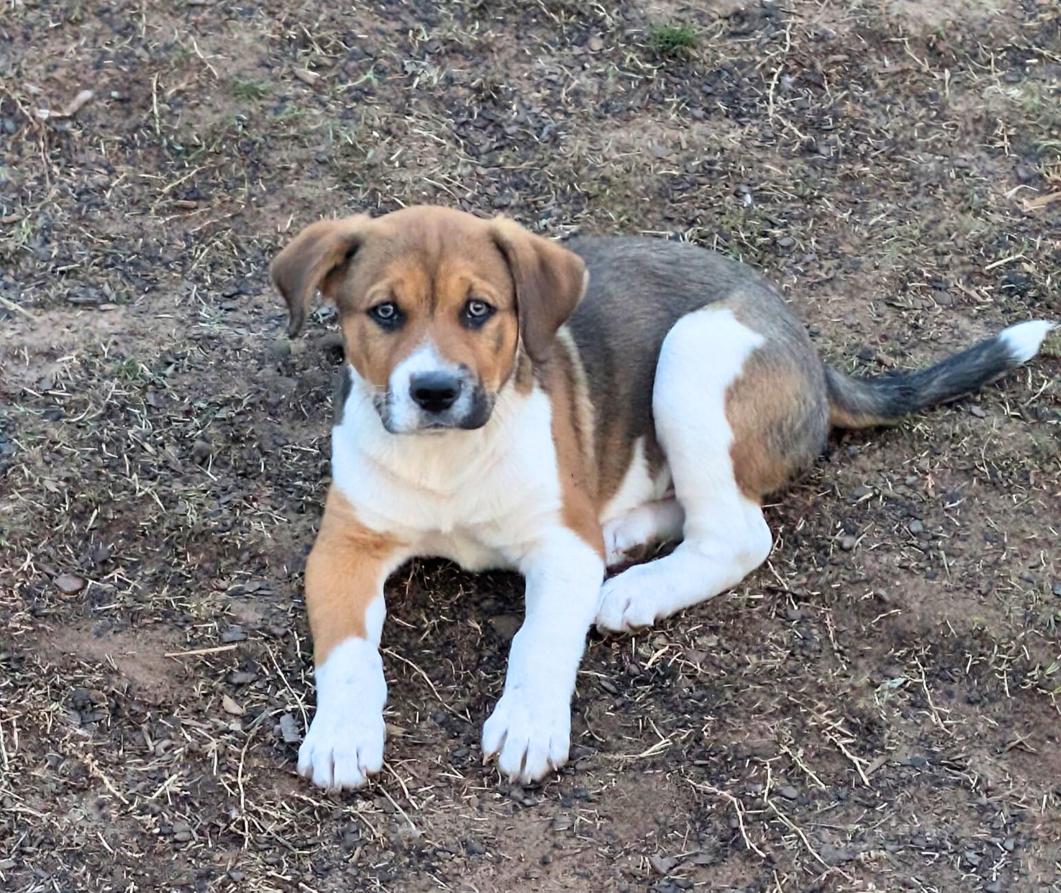 Tipper, Adoptable, Puppy Male Australian Shepherd & Terrier.