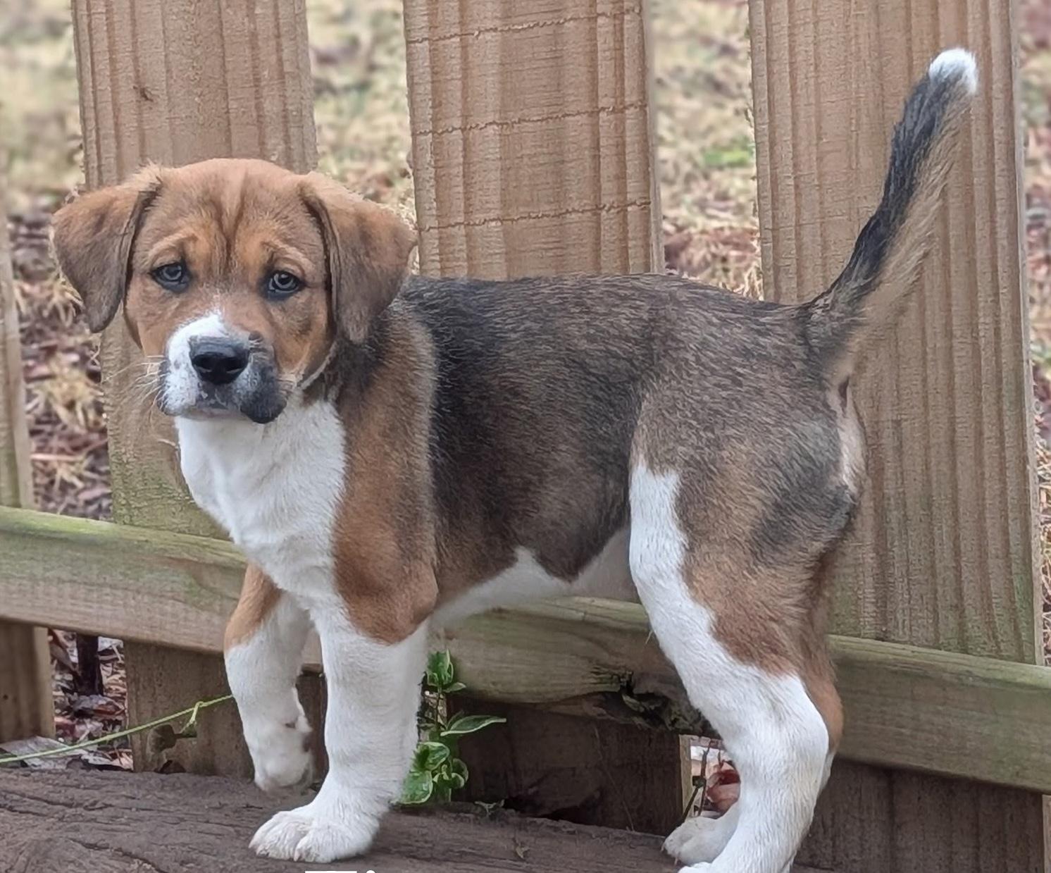 Enlarge Tipper, a Adoptable mixed breed in Chatham, NJ image 5/5