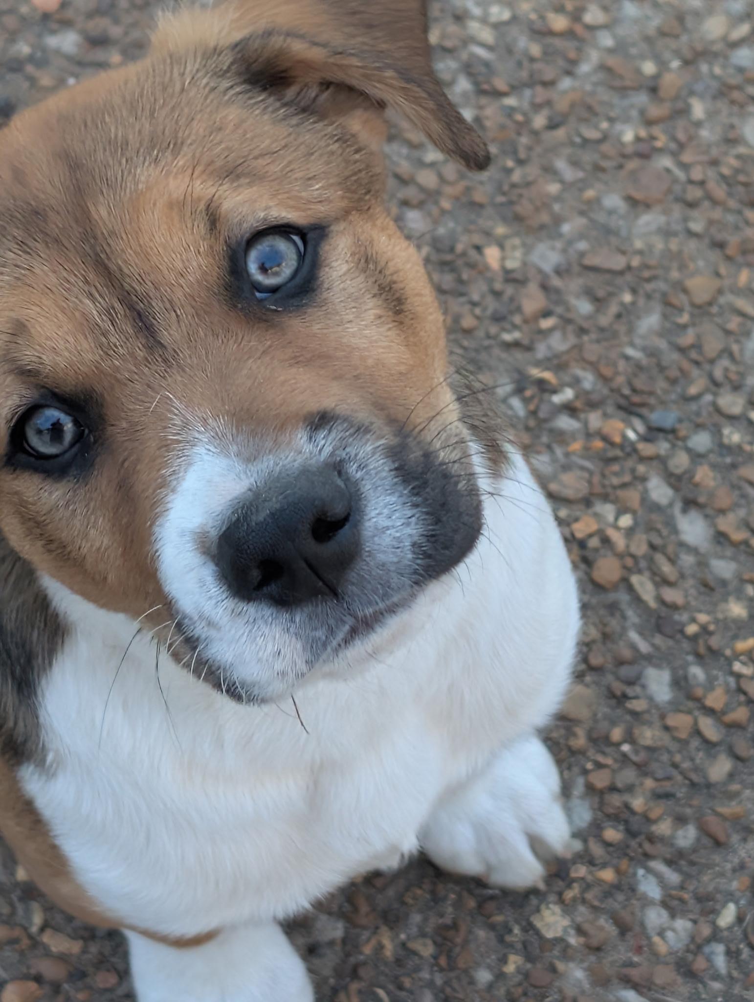 Enlarge Tipper, a Adoptable mixed breed in Chatham, NJ image 4/5