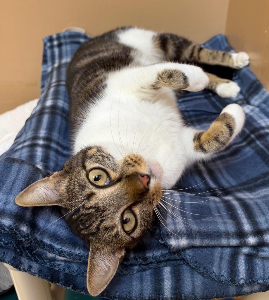 Enlarge Myla, a Adoptable Domestic Short Hair in Ocala, FL image 1/2