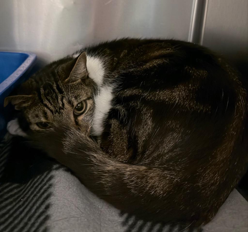 Enlarge Myla, a Adoptable Domestic Short Hair in Ocala, FL image 2/2