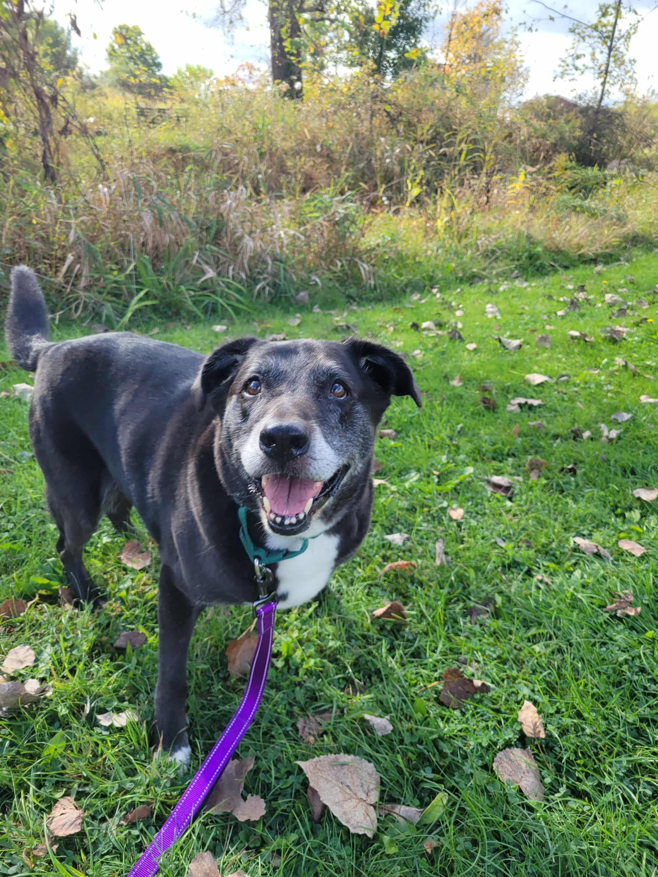 Loki-Not Accepting Applications Yet!, Adoptable, Senior Female Black Labrador Retriever.
