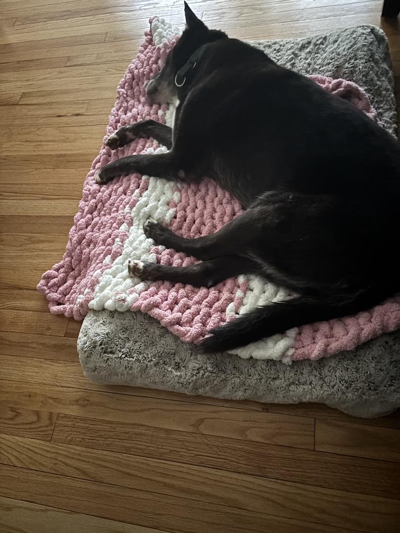 Enlarge Loki, a Adoptable mixed breed in Medina, OH image 5/6