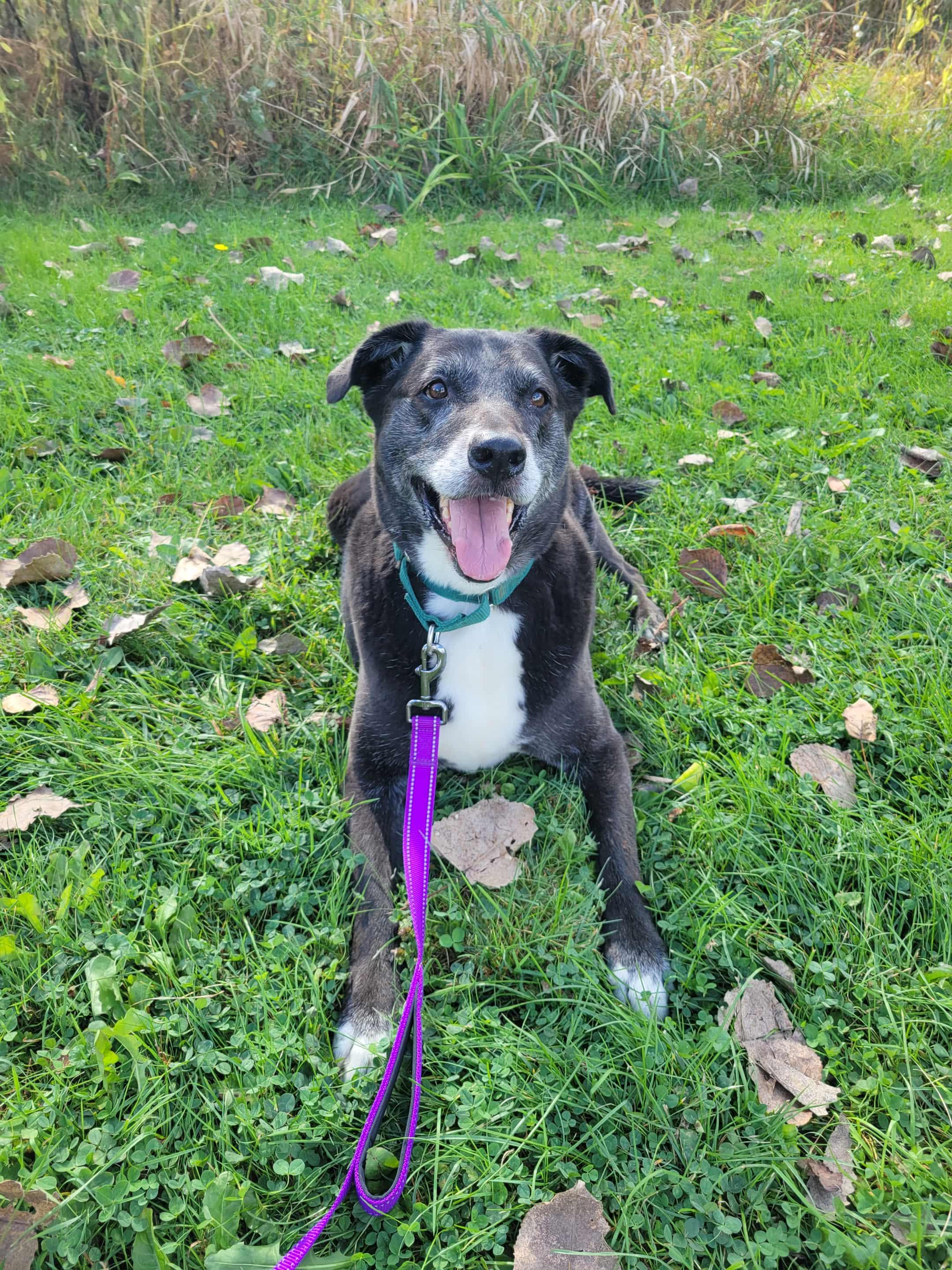 Loki-Not Accepting Applications Yet!, a Adoptable mixed breed in Medina, OH image 2/6