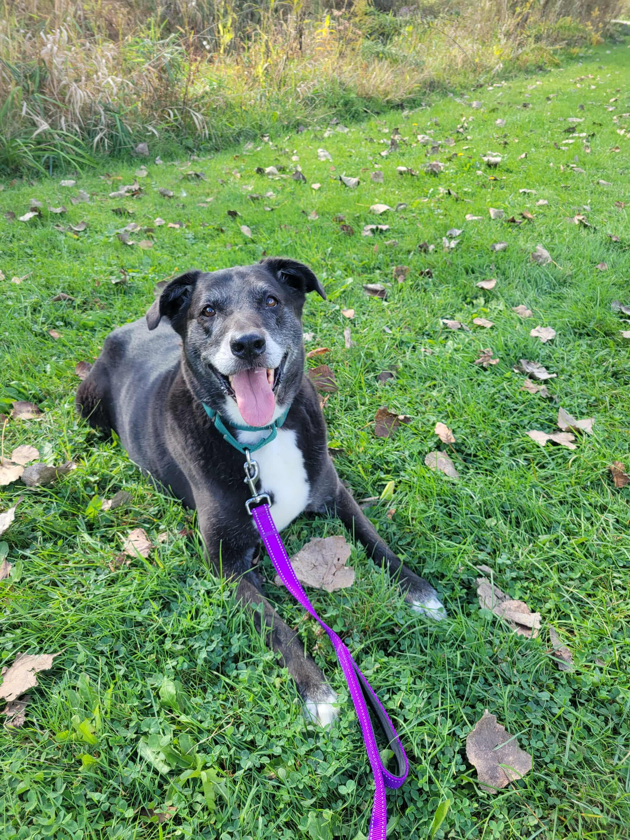 Loki-Not Accepting Applications Yet!, a Adoptable mixed breed in Medina, OH image 3/6