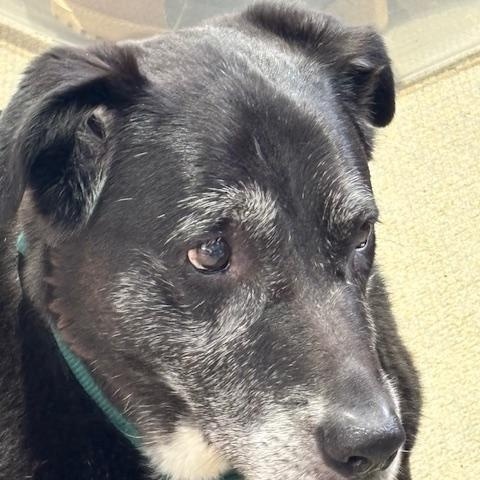 Enlarge Loki, a Adoptable mixed breed in Medina, OH image 5/6