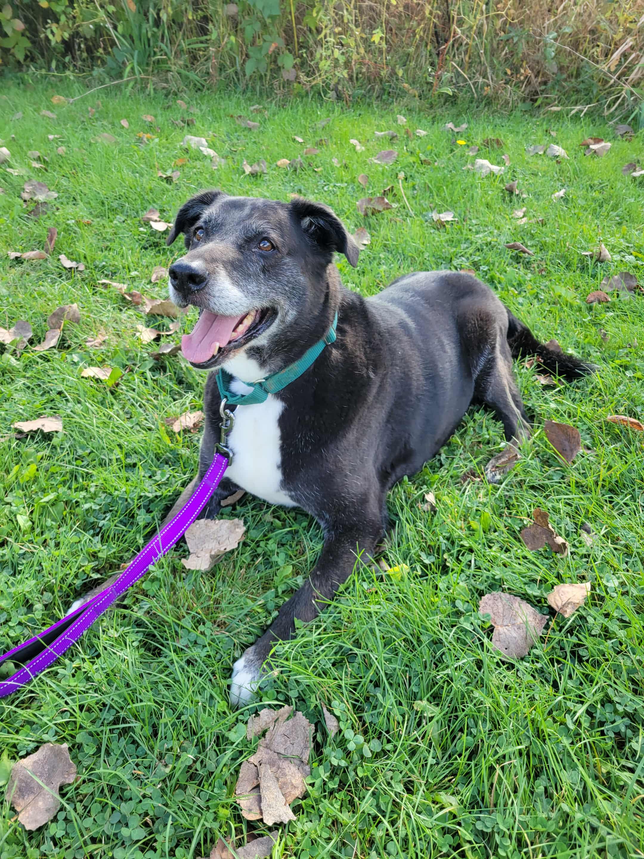 Loki-Not Accepting Applications Yet!, a Adoptable mixed breed in Medina, OH image 4/6