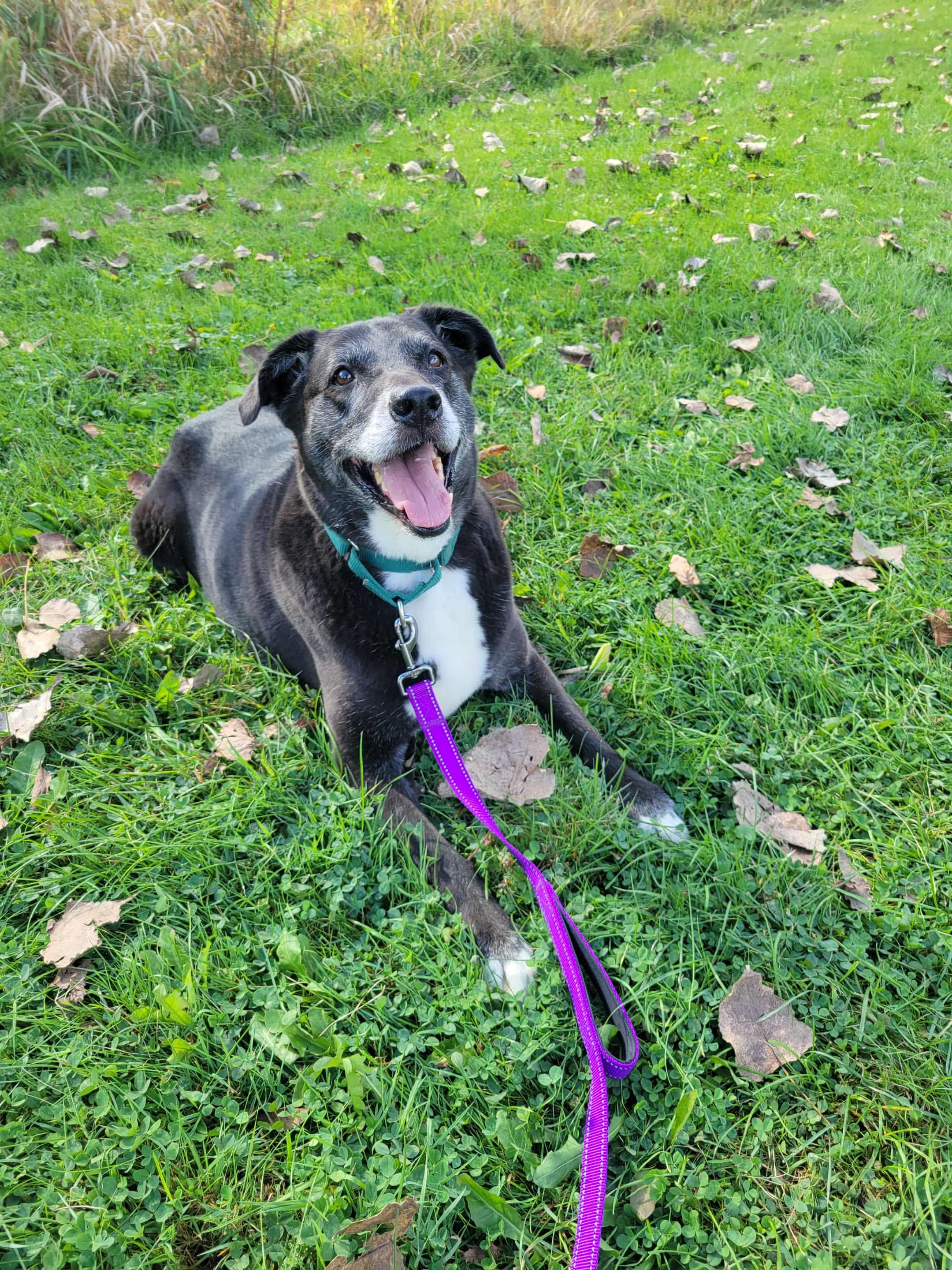 Loki-Not Accepting Applications Yet!, a Adoptable mixed breed in Medina, OH image 5/6