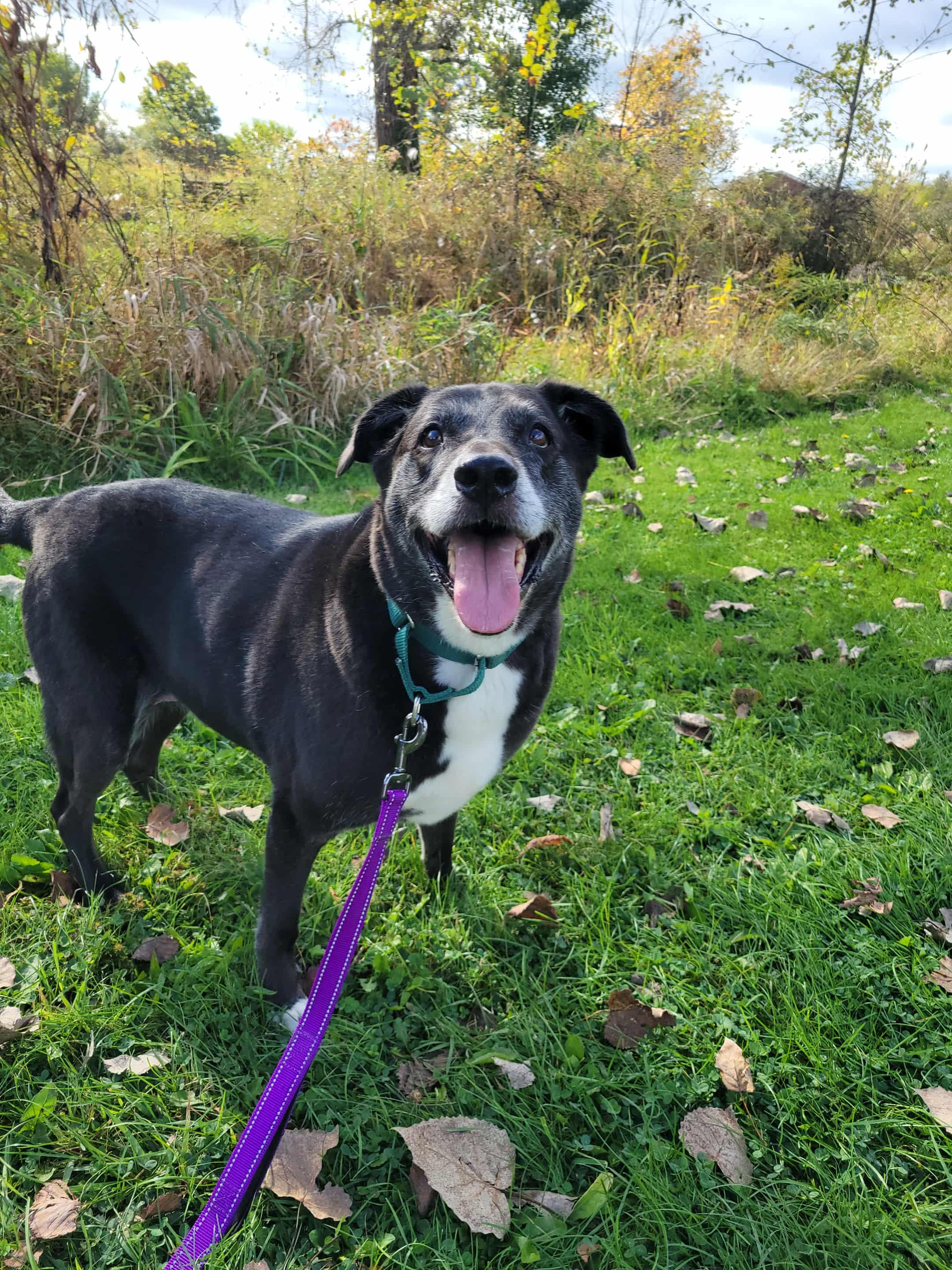 Loki-Not Accepting Applications Yet!, a Adoptable mixed breed in Medina, OH image 6/6