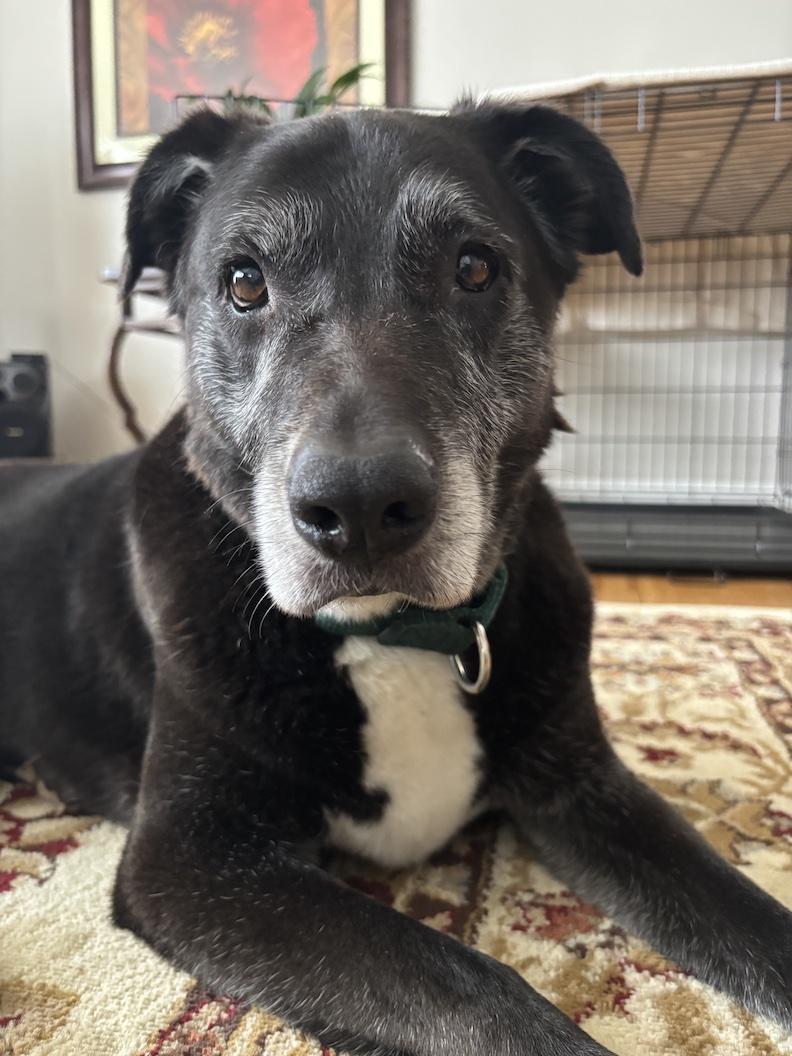 Loki, Adoptable, Senior Female Black Labrador Retriever.