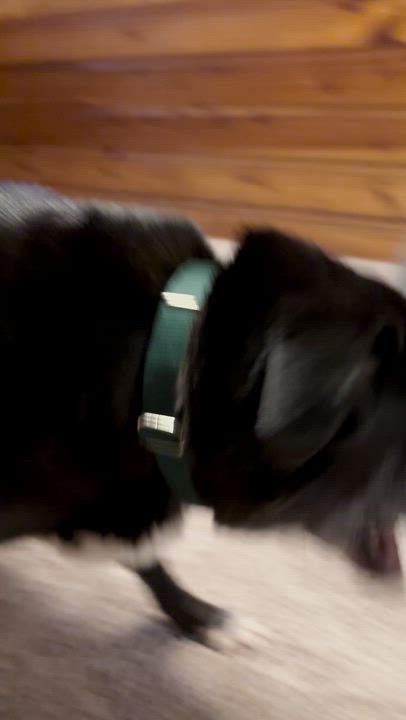 Enlarge Loki, a Adoptable mixed breed in Medina, OH video 6/6