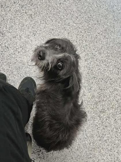 Lucy, adopted, Adult Female Havanese.