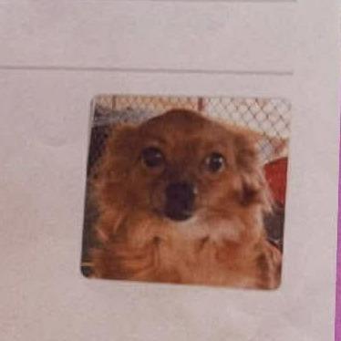 Candy-apple Available 9/26, Adoptable, Adult Female Chihuahua.