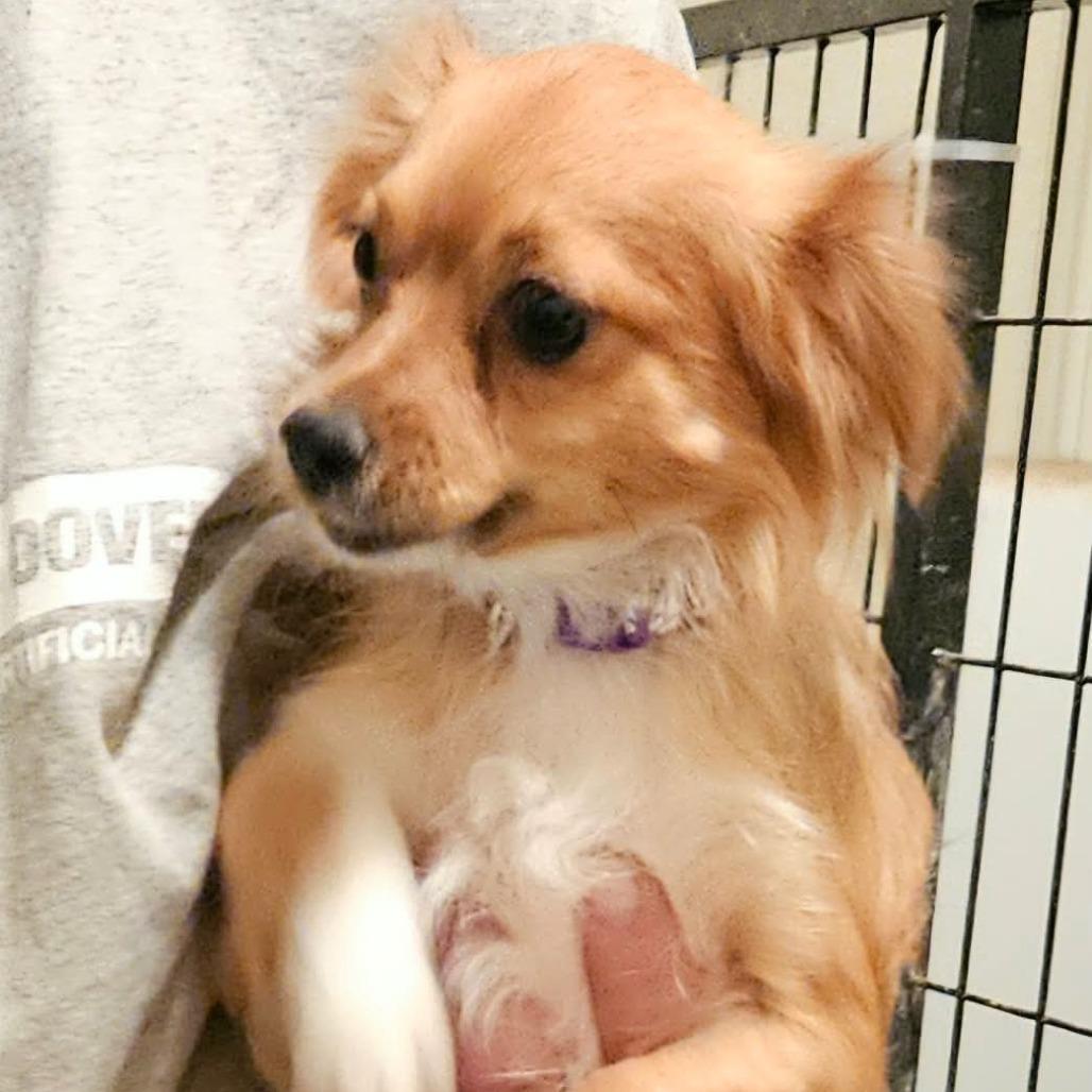 Enlarge Candy-apple Available 9/26, a Adoptable Chihuahua in Loves Park, IL image 2/3