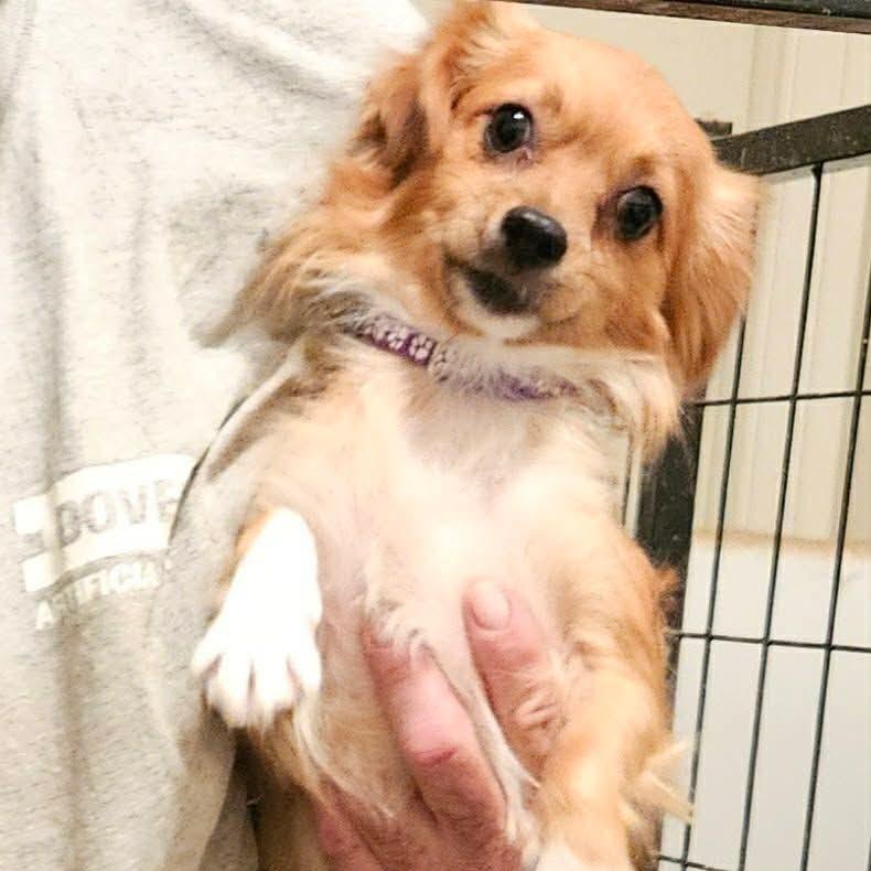Enlarge Candy-apple Available 9/26, a Adoptable Chihuahua in Loves Park, IL image 3/3