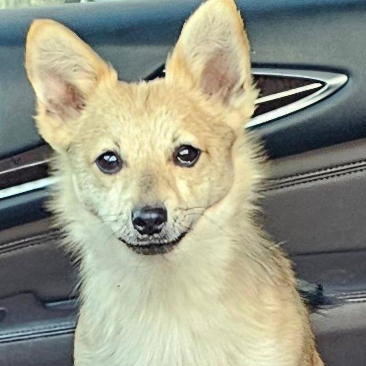 Kenny, a Adopted mixed breed in Salem, OR image 2/3