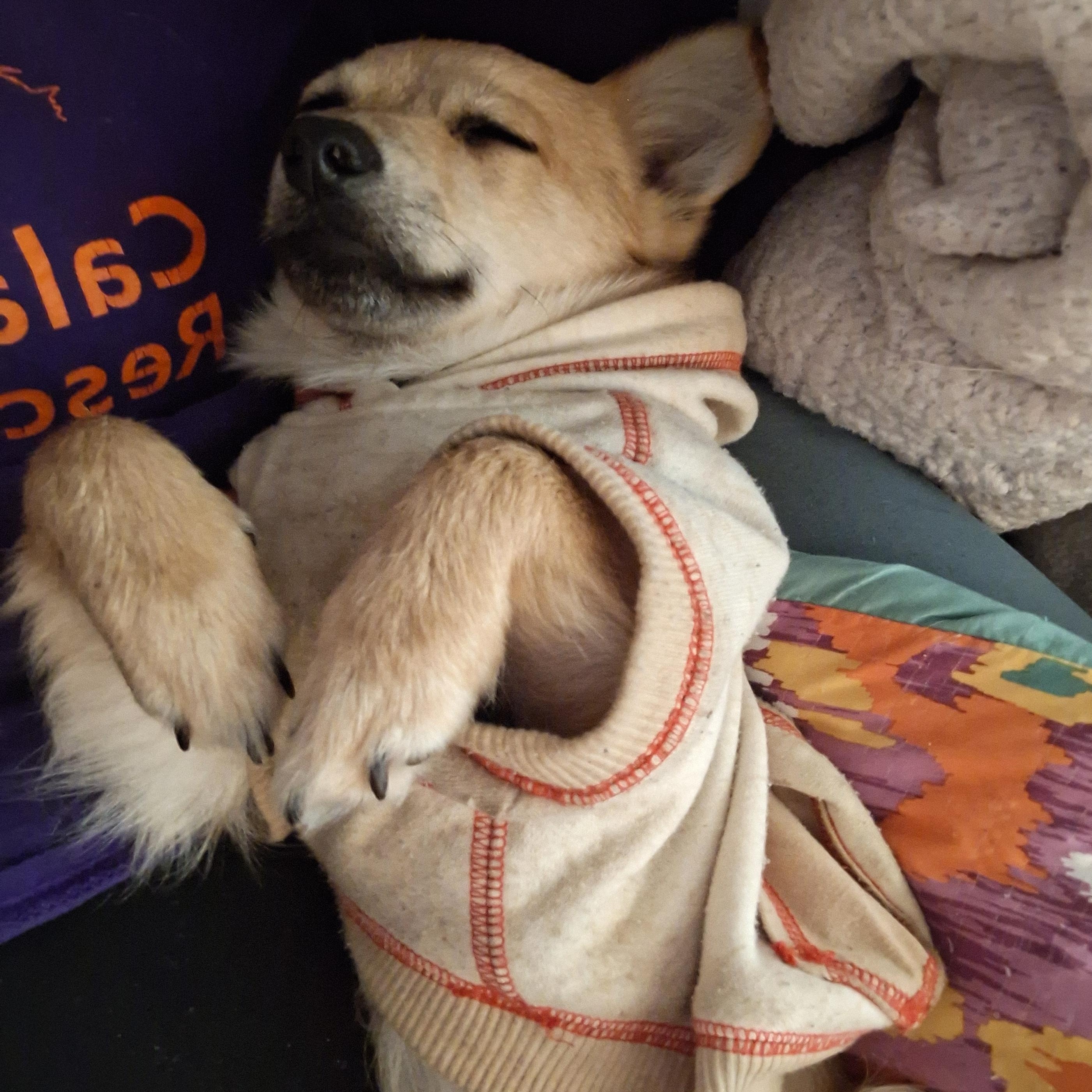 Kenny, a Adopted mixed breed in Salem, OR image 3/3