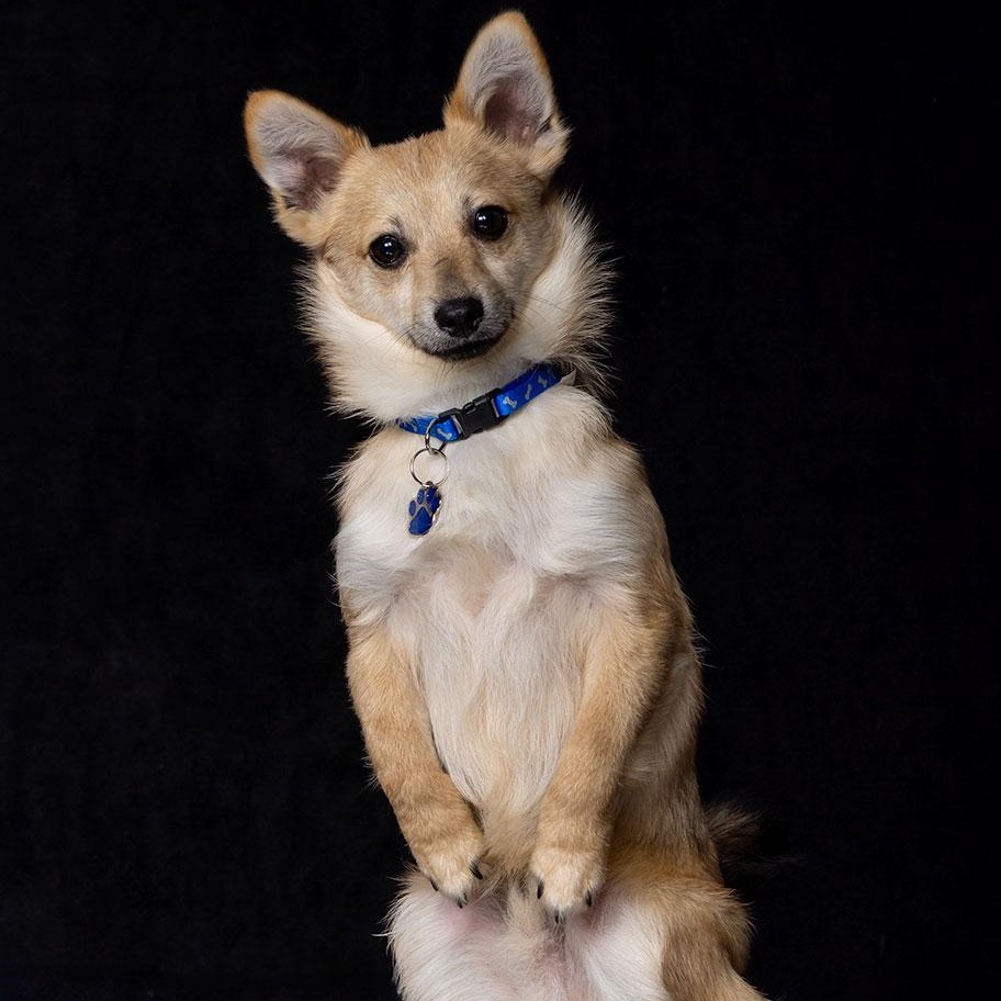 Kenny, Adopted, Puppy Male Pomeranian.