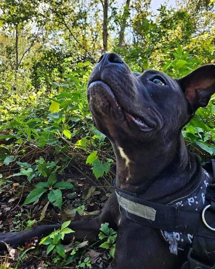 Enlarge 1. Shayla, a Adoptable mixed breed in Winter Garden, FL image 1/6