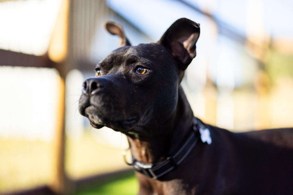 Enlarge 1. Shayla, a Adoptable mixed breed in Winter Garden, FL image 3/6