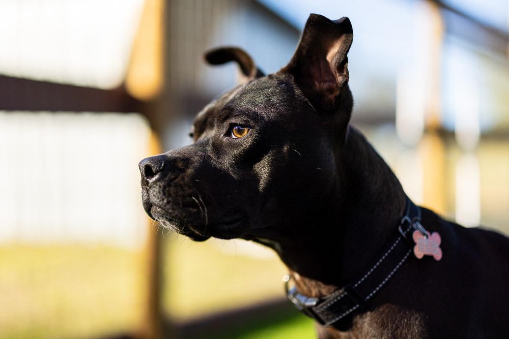 Enlarge 1. Shayla, a Adoptable mixed breed in Winter Garden, FL image 5/6