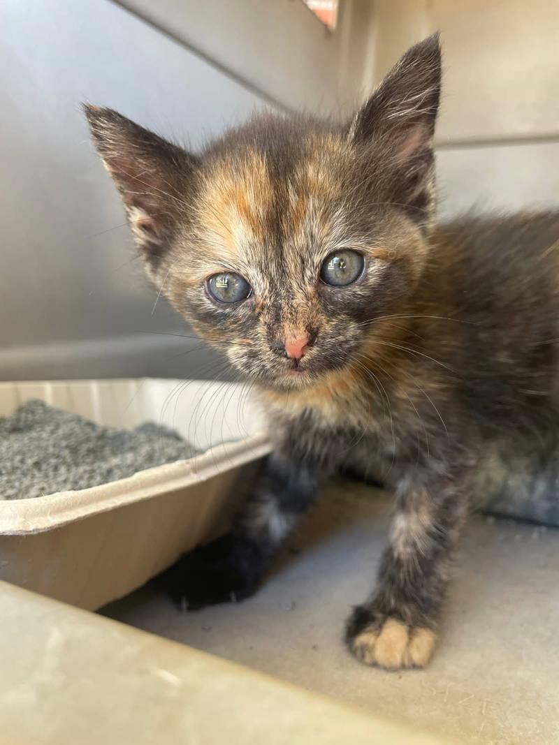 Snax, Adopted, Kitten Female Domestic Short Hair.