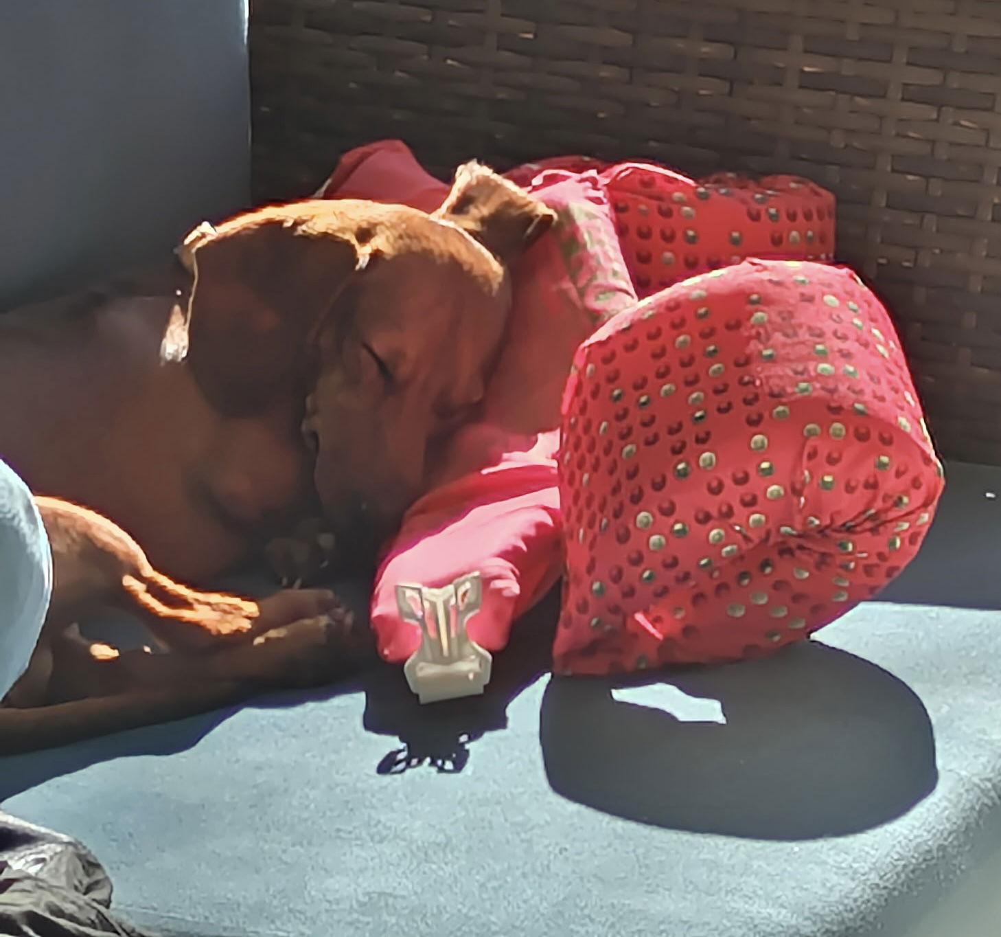 Cooper, Adopted, Young Male Dachshund.