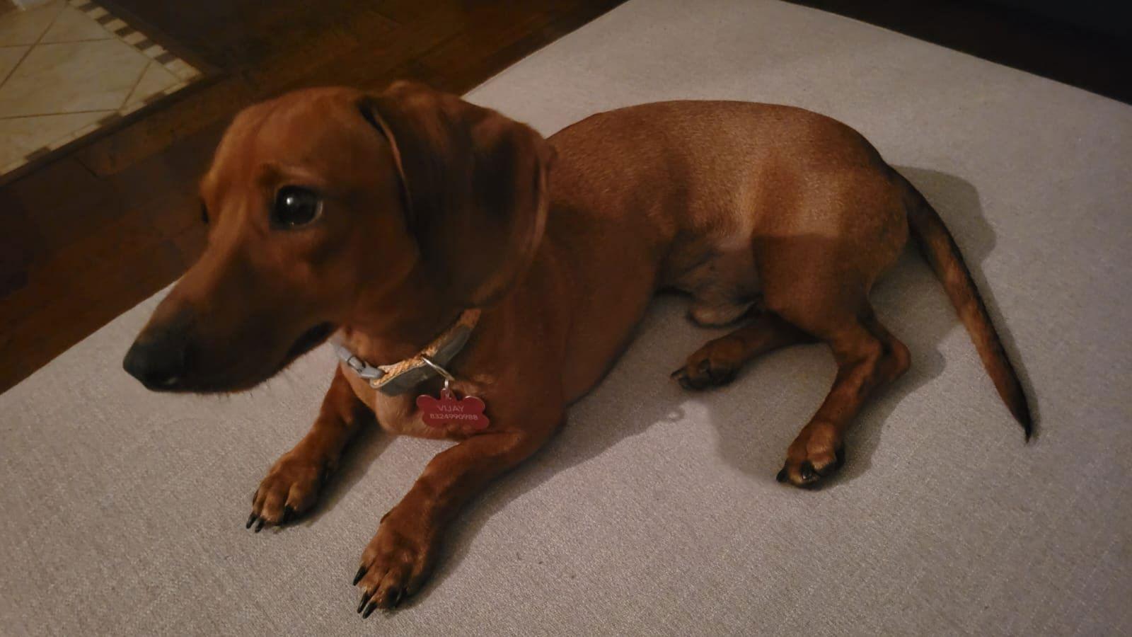 Enlarge Cooper, a Adopted Dachshund in Pearland, TX image 2/3