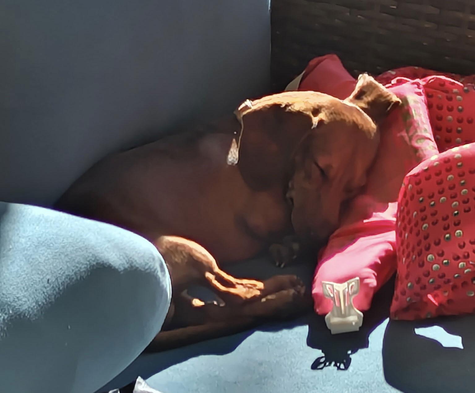 Enlarge Cooper, a Adopted Dachshund in Pearland, TX image 3/3