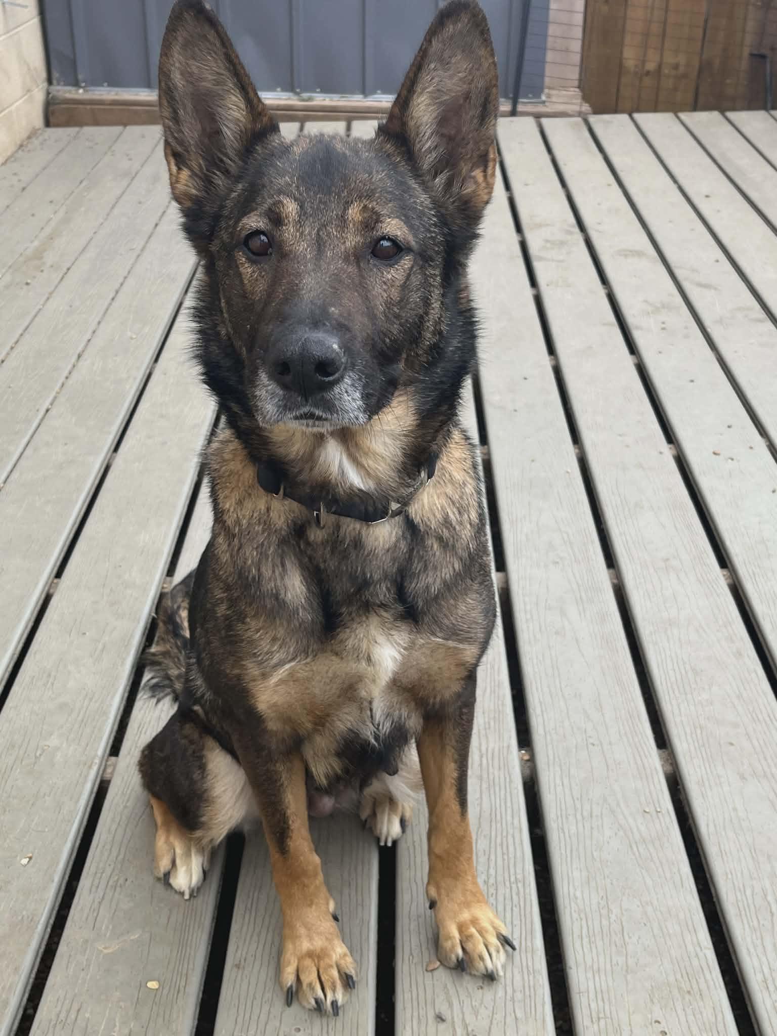 Enlarge Lacey , a ADOPTABLE German Shepherd Dog in Chesterfield, MO image 2/2