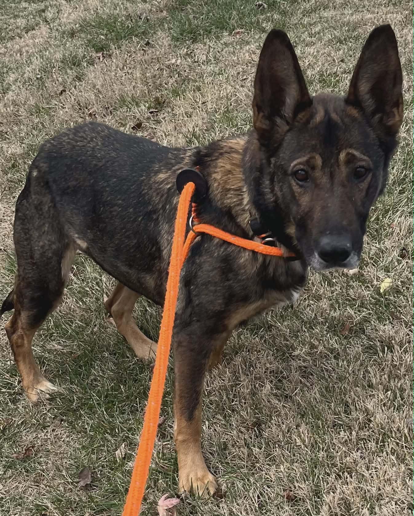 Enlarge Lacey , a ADOPTABLE German Shepherd Dog in Chesterfield, MO image 1/2