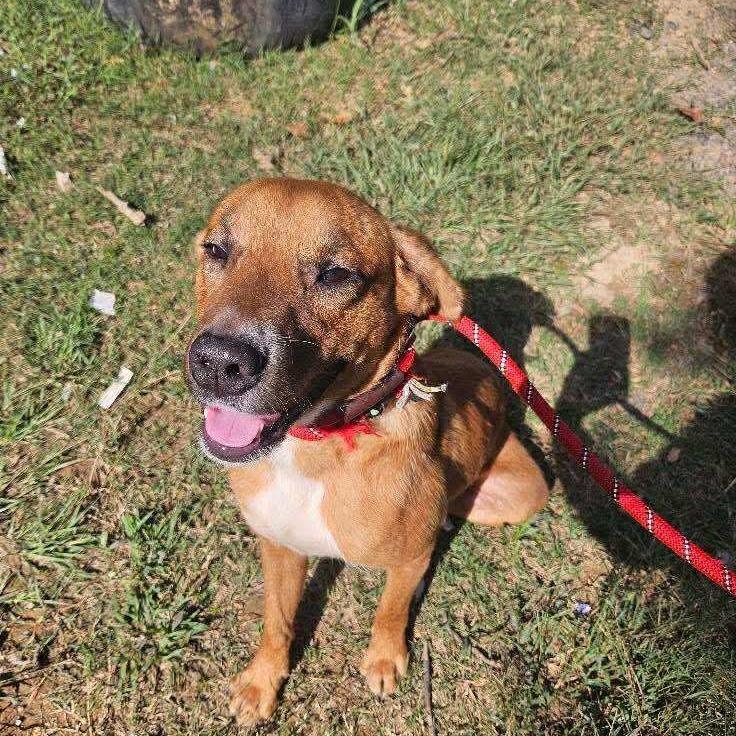 Abel, Adoptable, Young Male Mixed Breed.