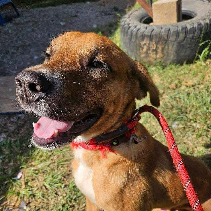 Enlarge Abel, a Adoptable Mixed Breed in Perryville, AR image 2/3