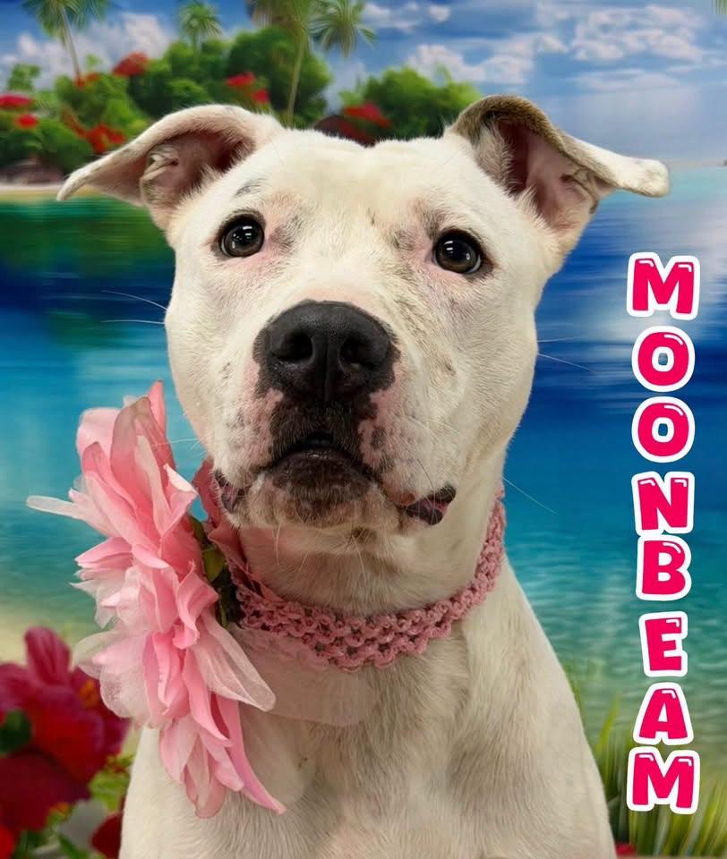 Moonbeam, adopted, Adult Female Mixed Breed.