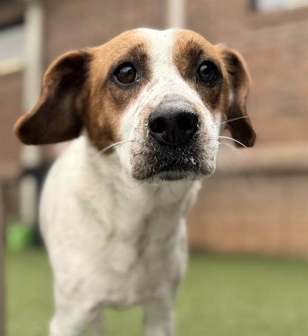 Enlarge Paige, a Adoptable mixed breed in Canton, GA image 2/2