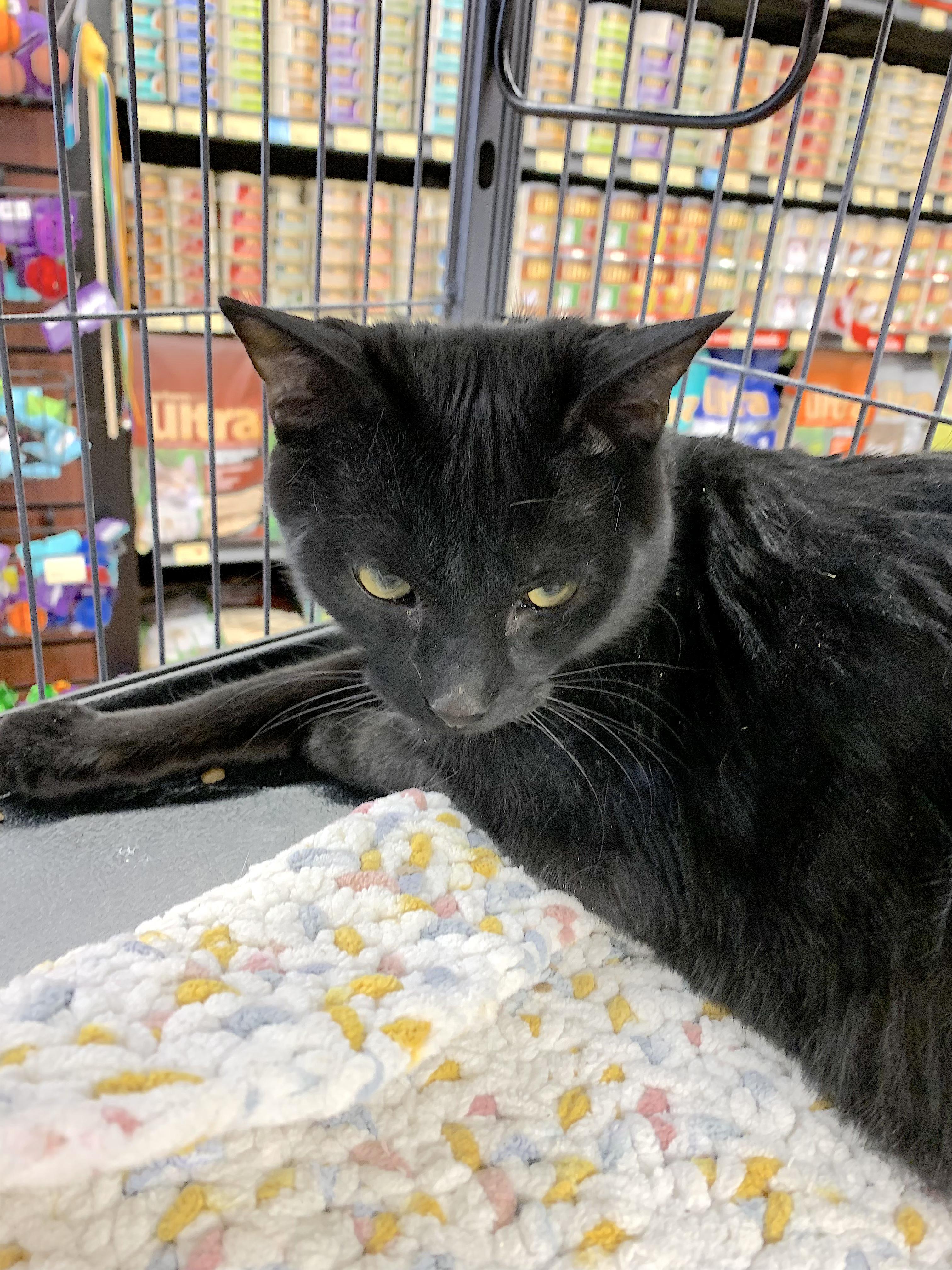 Enlarge Thomas, a Adoptable Domestic Short Hair in Sunderland, ON image 1/1