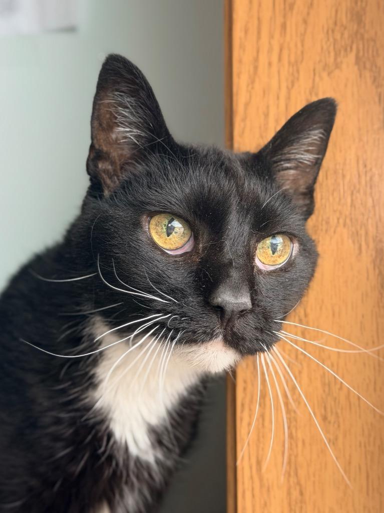 Enlarge Boots, a Adoptable mixed breed in Menomonie, WI image 1/3