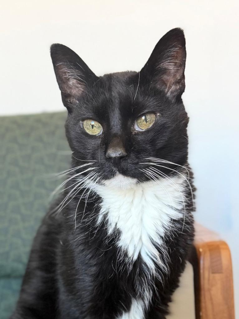 Enlarge Boots, a Adoptable mixed breed in Menomonie, WI image 2/5