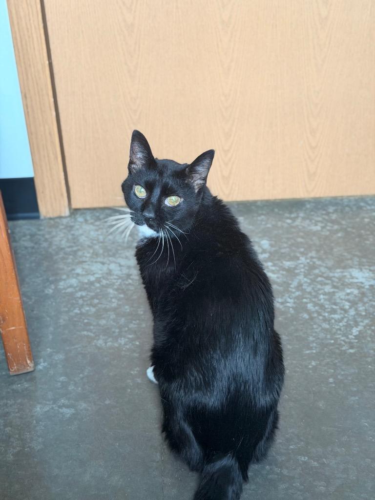 Enlarge Boots, a Adoptable mixed breed in Menomonie, WI image 3/3