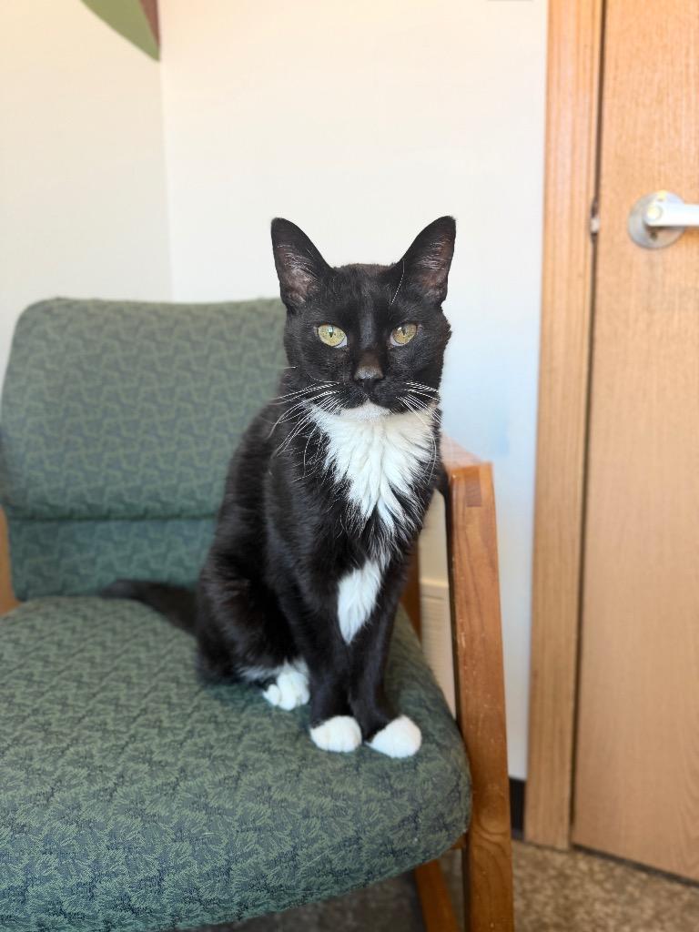 Enlarge Boots, a Adoptable mixed breed in Menomonie, WI image 5/5