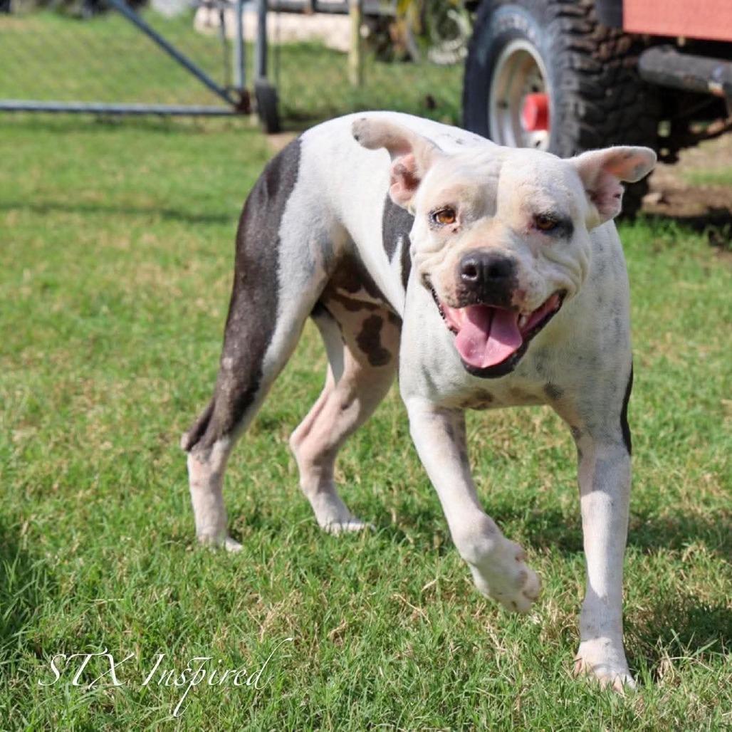 Enlarge Betty, a Adoptable Mixed Breed in Frederiksted, VI image 1/5