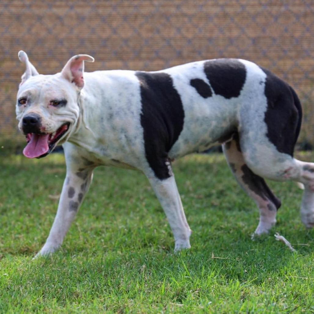 Enlarge Betty, a Adoptable Mixed Breed in Frederiksted, VI image 2/5
